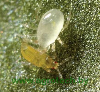 bio amblyseius swirskii s.jpg