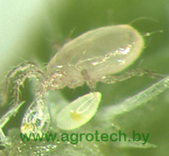 bio amblyseius swirskii.jpg