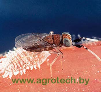 bio anagyrus.jpg