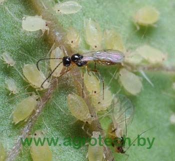bio aphidius colemani.jpg