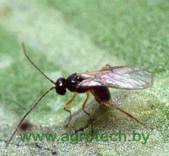 bio diglyphus.jpg