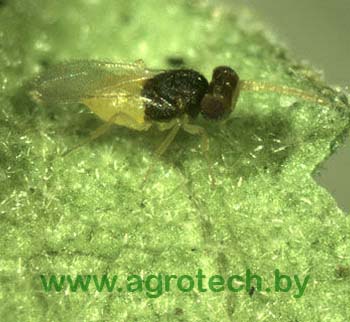 bio encarsia formosa.jpg