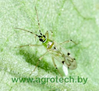 bio nesidiocoris.jpg