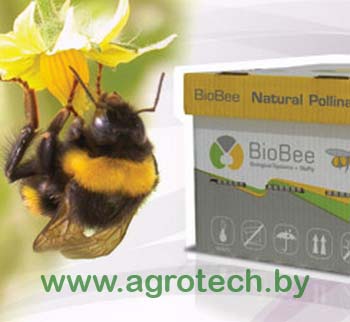 bombus terrestris 1.jpg