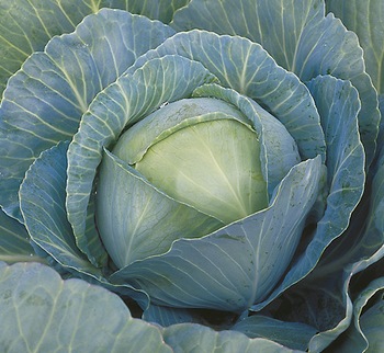 kilaherb 1.jpg