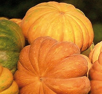 musquee de provence.jpg