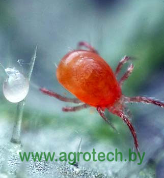 phytoseiulus persimilis t.jpg