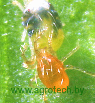 phytoseiulus persimilis.jpg