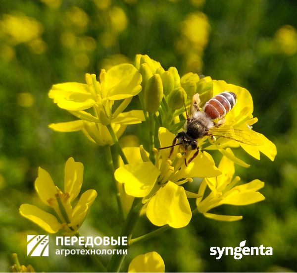 СИ Иова syngenta