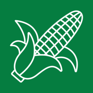 Кукуруза